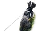 Long Range Tracking Pet Tracker GSM GPS Tracking Collars for Hunting Dogs Size:XXL