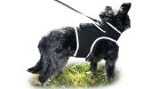 Rechargeable Pocket GPS GSM Tracking Collars for Hunting Dogs Realtime Size:S