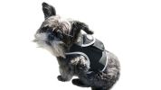 Portable Surveillance System GPS Pet Tracking Collars for Hunting Dogs Size:S