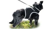Long Range Tracking Pet Tracker GSM GPS Tracking Collars for Hunting Dogs Size:XXL