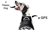 Long Range Tracking Pet Tracker GSM GPS Tracking Collars for Hunting Dogs Size:XXL