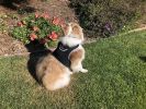 Rechargeable Pocket GPS GSM Tracking Collars for Hunting Dogs Realtime Size:S