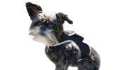 Rechargeable Pocket GPS GSM Tracking Collars for Hunting Dogs Realtime Size:S