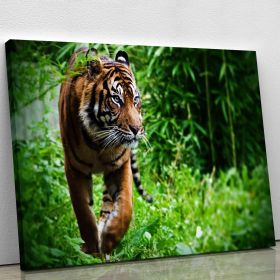 Hunting Tiger At The Zoo Canvas Print Or Poster (Type: Premium Framed Canvas Print, size: 24" x 16" / 60cm x 40cm (approx))