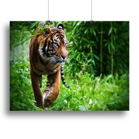 Hunting Tiger At The Zoo Canvas Print Or Poster (Type: Poster Print, size: 48" x 36" / 120cm x 90cm (approx))